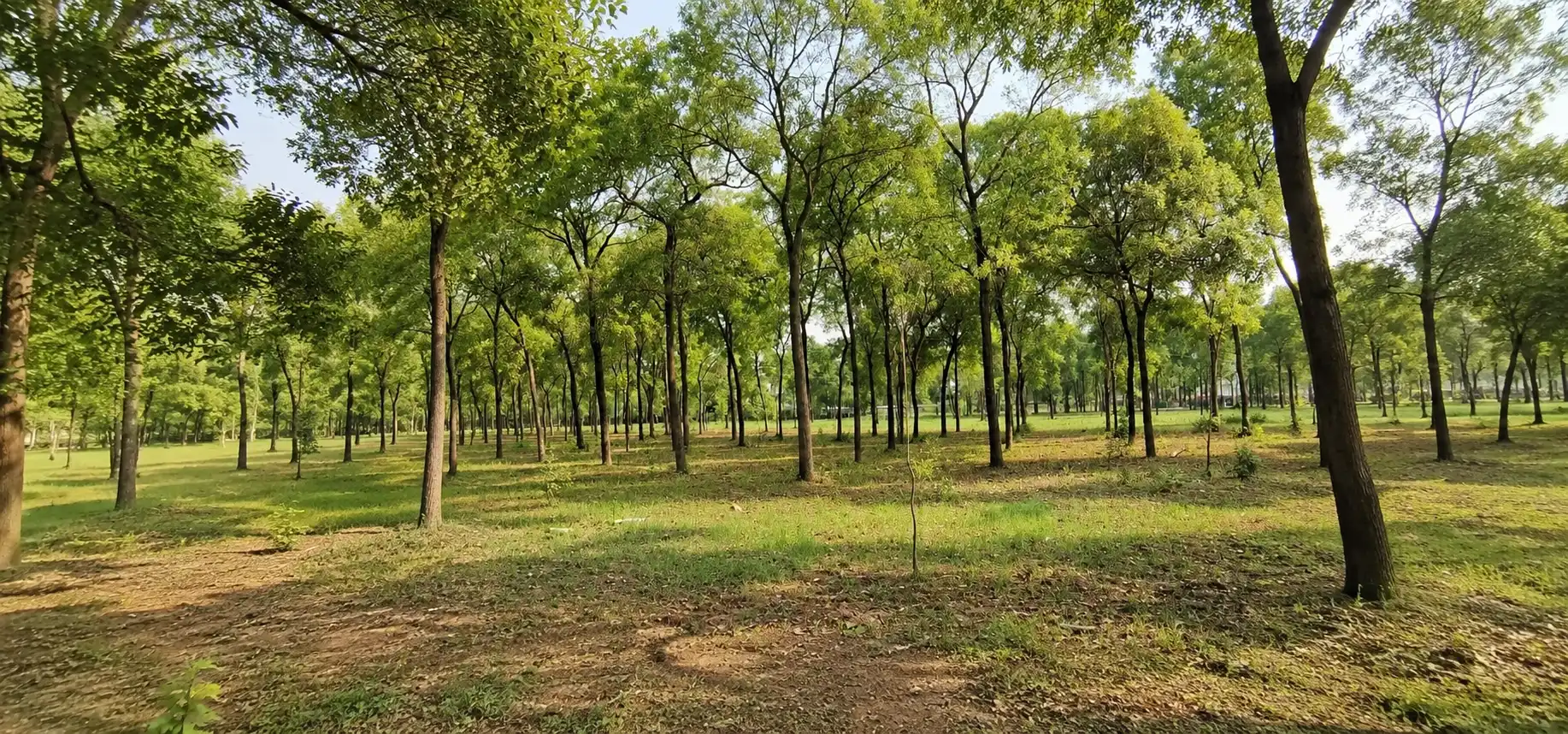 Red sandalwood plantation in Annamayya