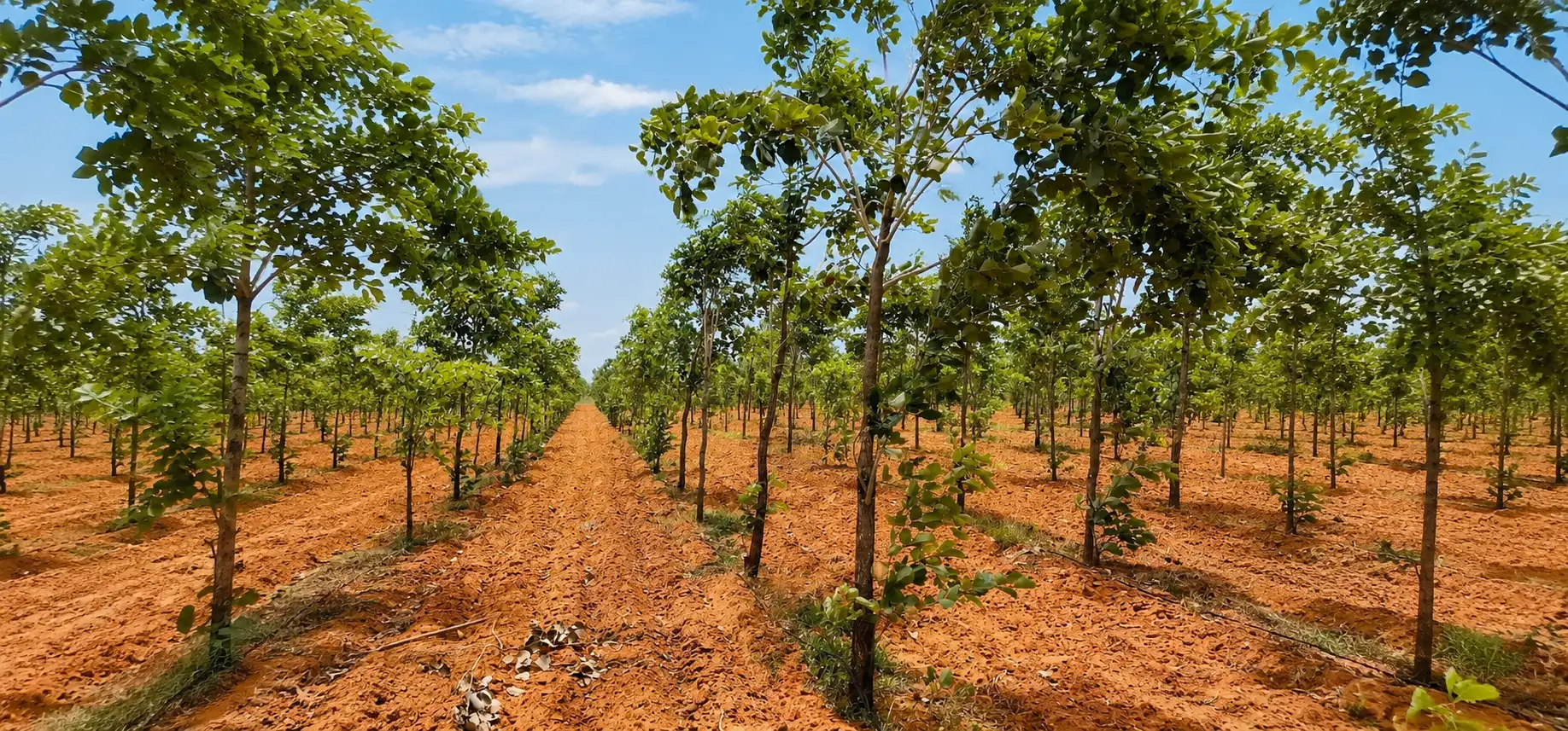 Red sandalwood plantation in YSR Kadapa