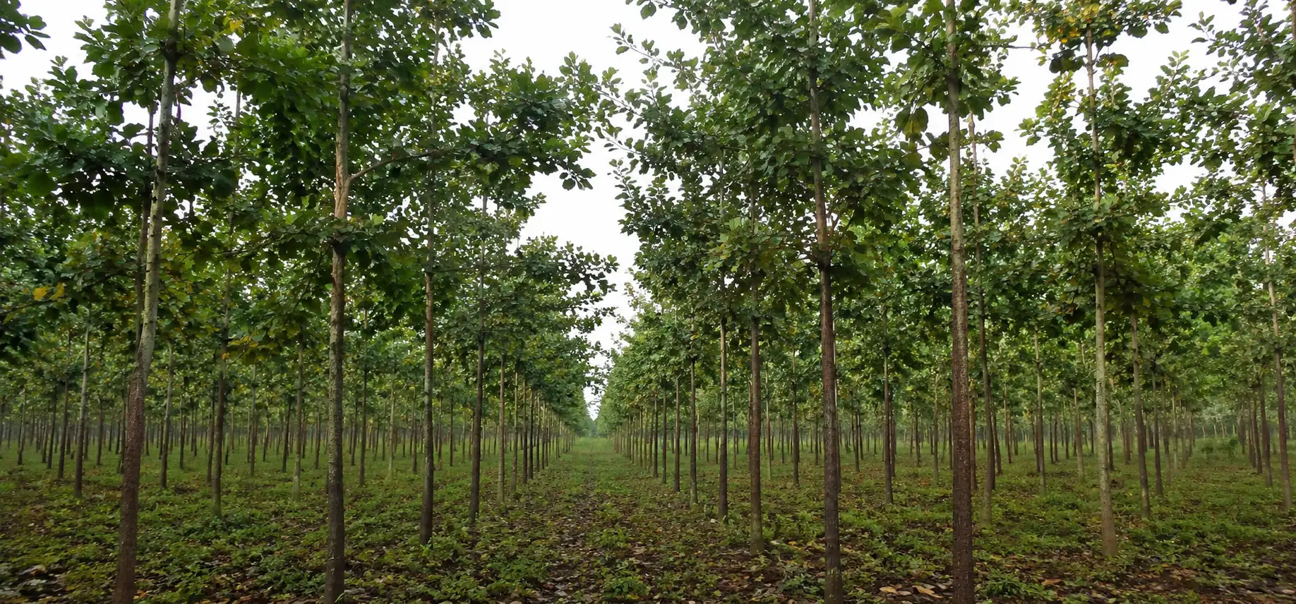 LINGAREDDYPALLI red sandalwood plantation, Lingareddypalli (Lingojipuram), China Alavalapadu GP Mandal, Prakasam Dist., AP