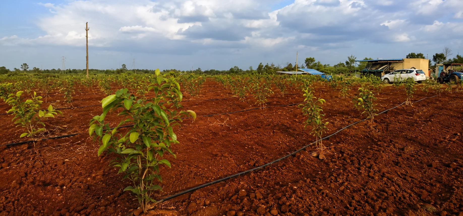 KANCHIPURAM red sandalwood plantation, Kanchipuram (Punugodu GP), Kanigiri Mandal, Prakasam Dist., AP
