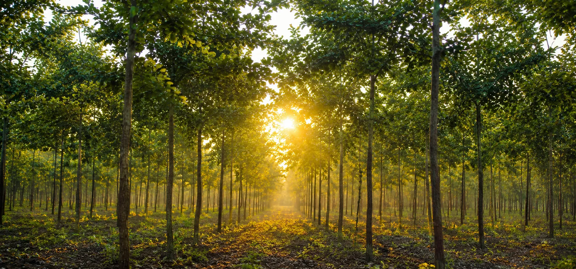 YADAVALLI red sandalwood plantation, Yadavalli, Kanigiri Mandal, Prakasam Dist., AP