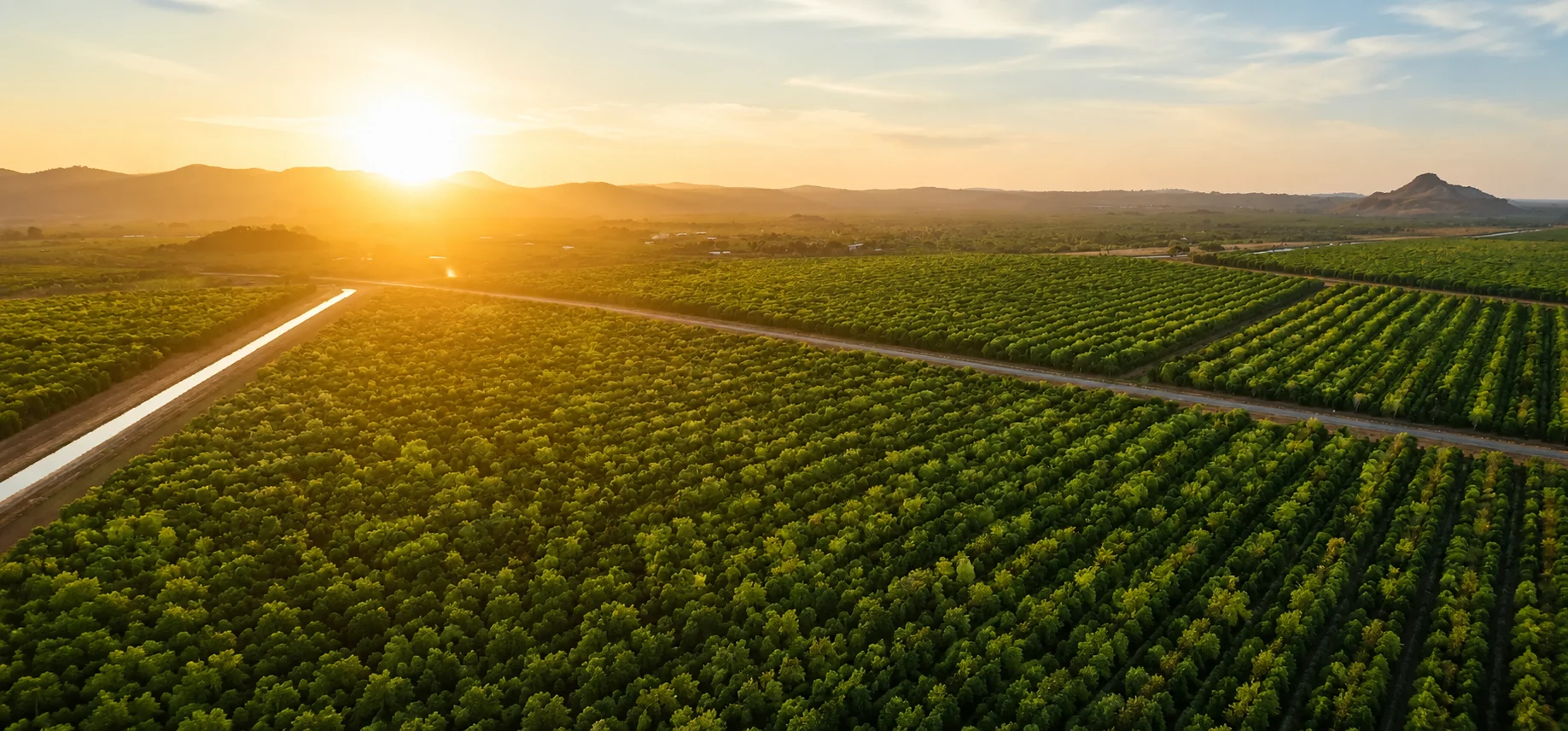 KRISHNAPURAM red sandalwood plantation, Krishnapuram (Budawada GP), Marripadu Mandal, Nellore Dist., AP