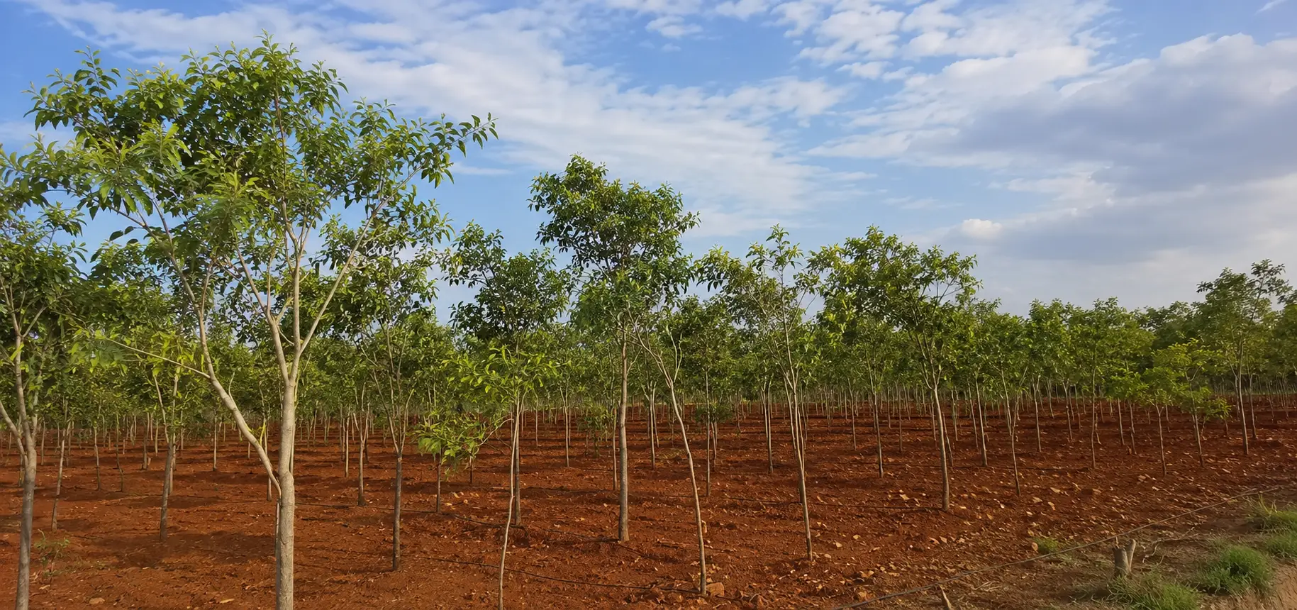 VENKATAMPETA red sandalwood plantation, Venkatampeta, Duttalur Mandal, Nellore Dist., AP
