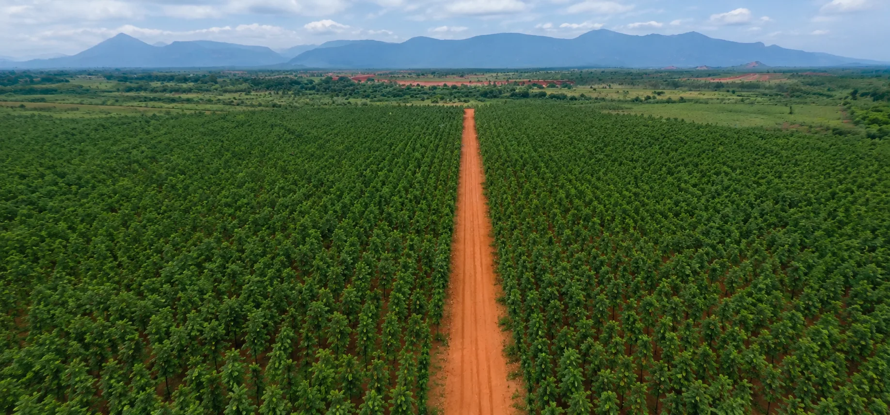 NEW KRISHNAPURAM red sandalwood plantation, New Krishnapuram (Budawada GP), Marripadu Mandal, Nellore Dist., AP