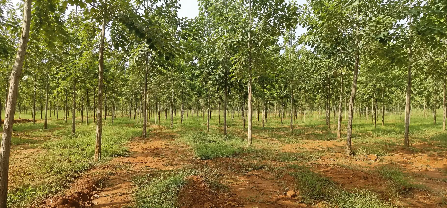 PEDACHERLOPALLE red sandalwood plantation, Pedacherlopalle, Pedacherlopalle Mandal, Prakasam Dist., AP